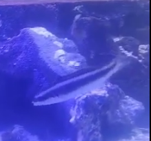 fishhh.png
