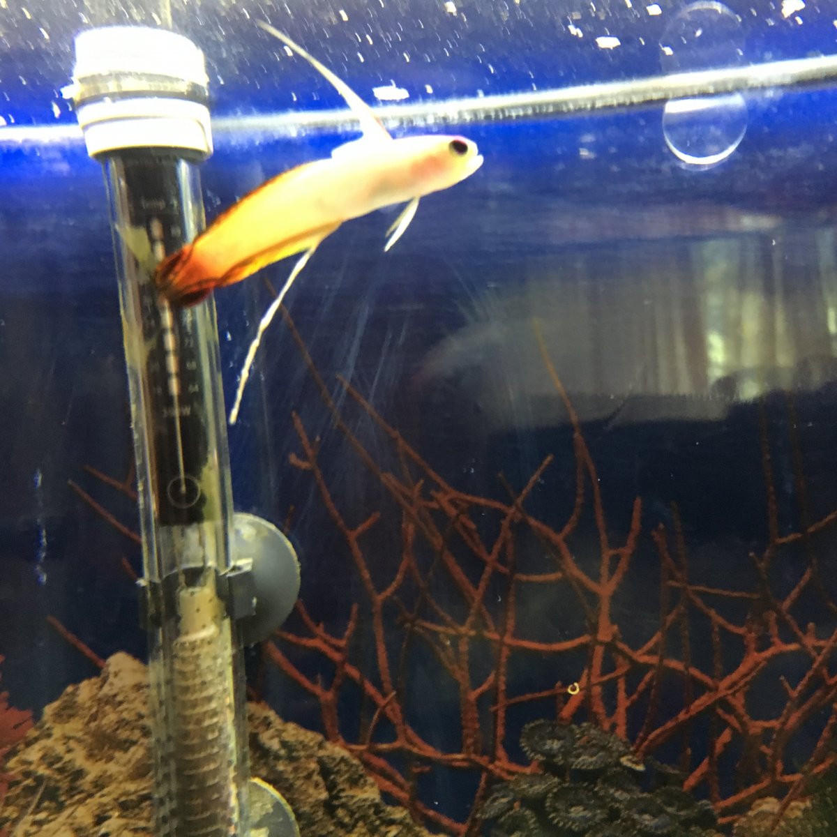 fishpoop.JPG
