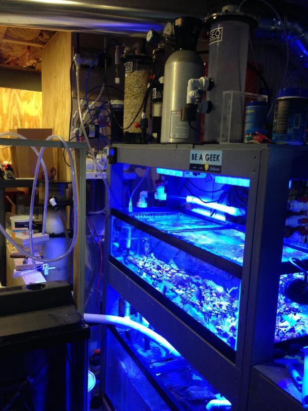 fishroom.jpg
