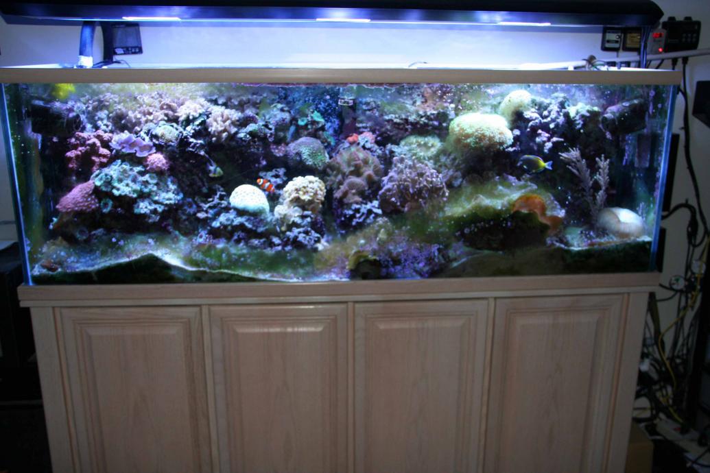 180 Oceanic RR Tank and Livestock FS | Reef2Reef