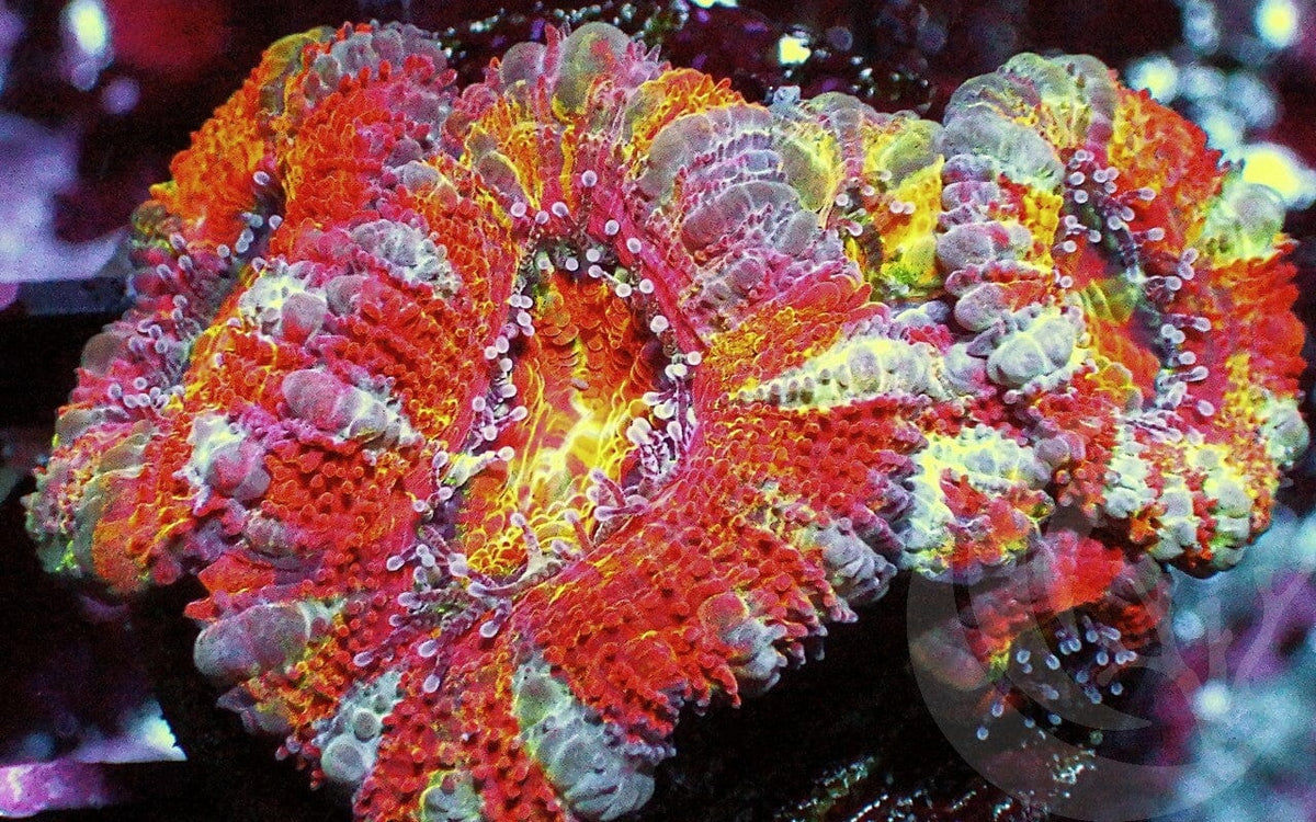 45% off WYSIWYG Frags | Reef2Reef