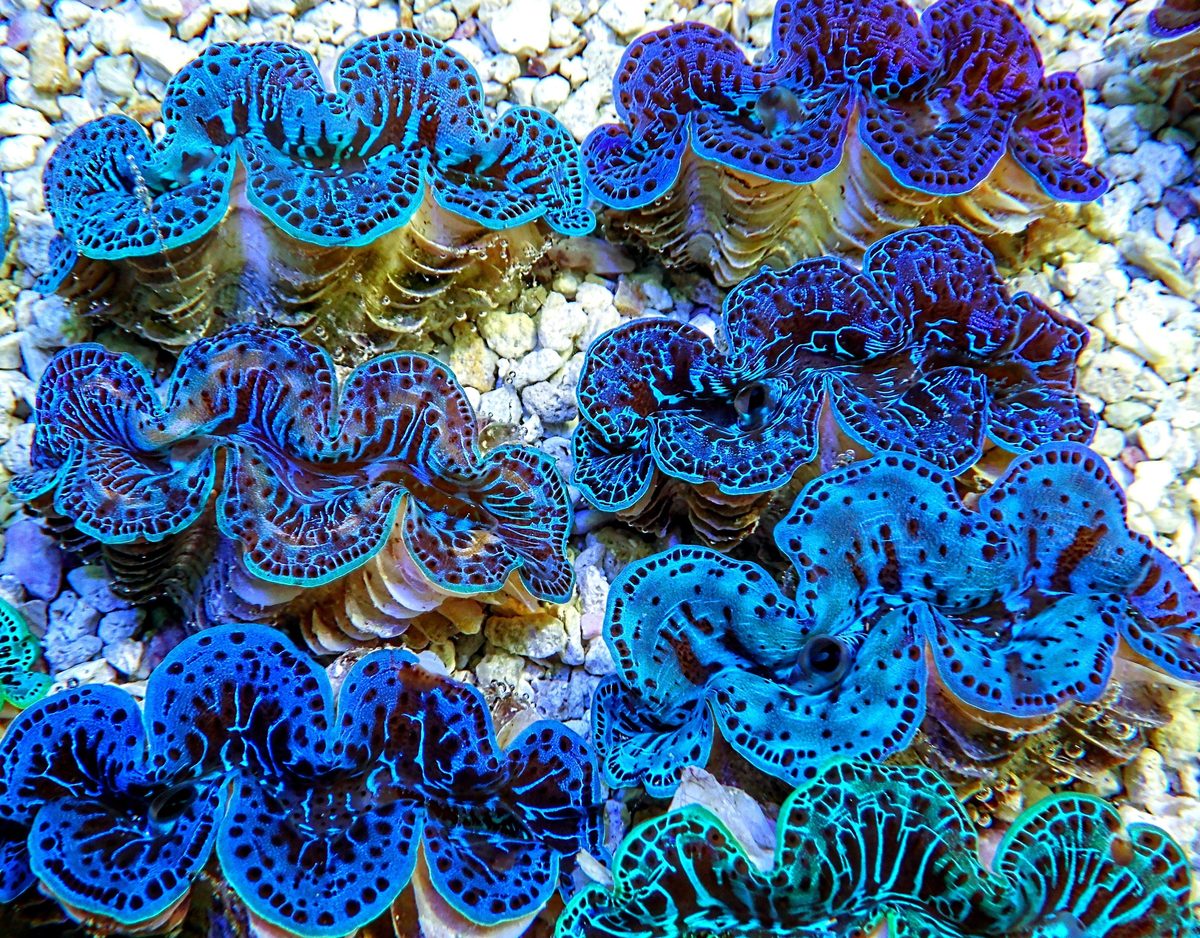 Blue on sale maxima clam