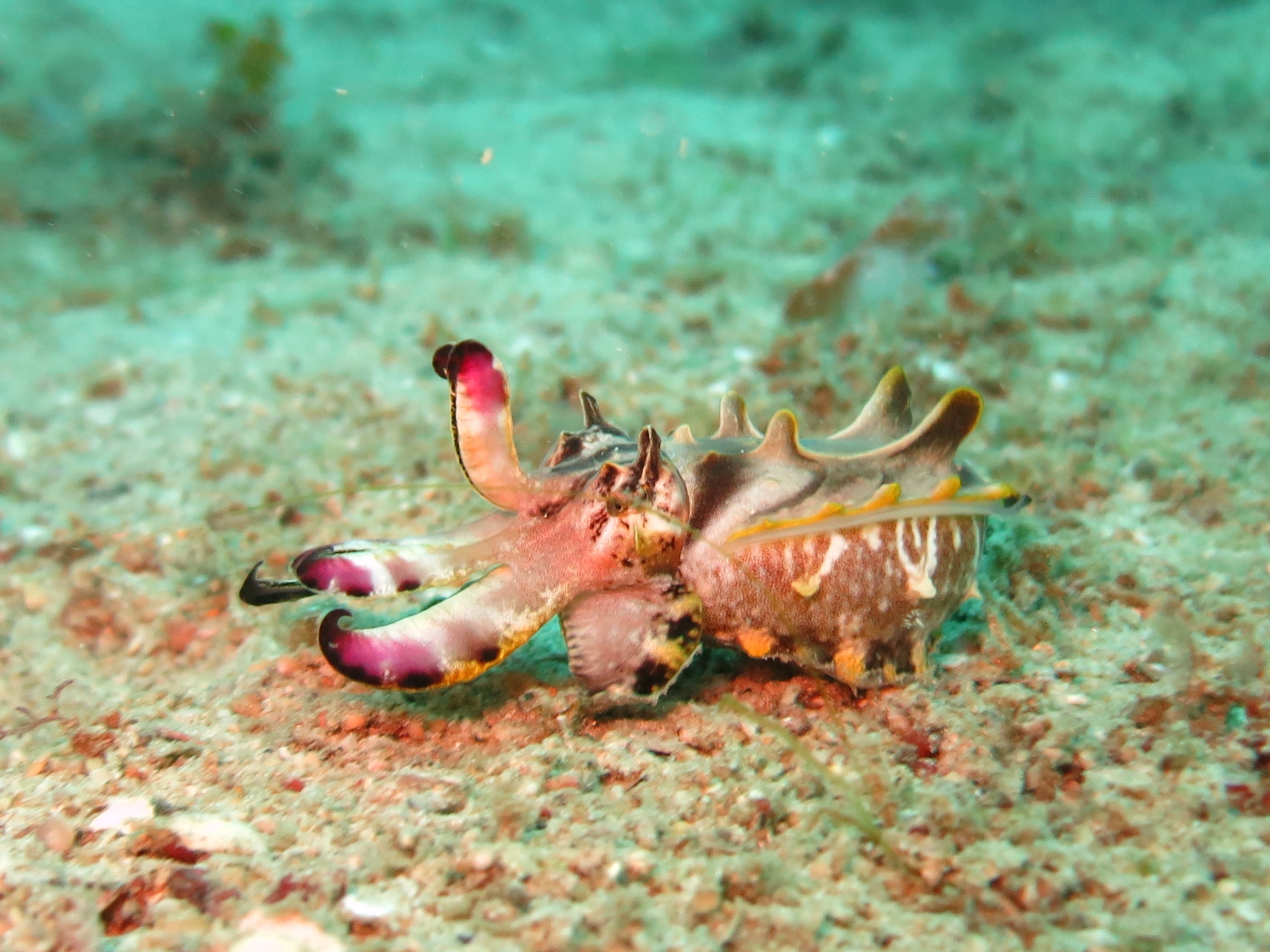 flamboyant-cuttlefish-1537973.jpg