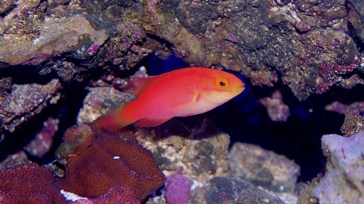 Flame025.jpg