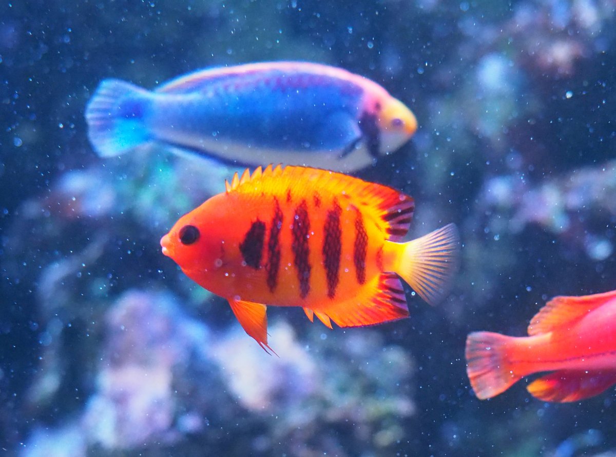 C. loricula, the Flame Angel, color change with courtship | Reef2Reef