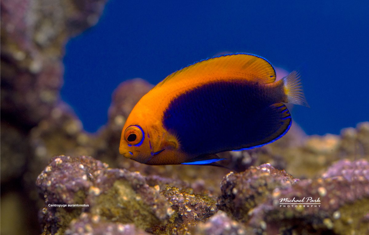 Flameback Angelfish.jpg