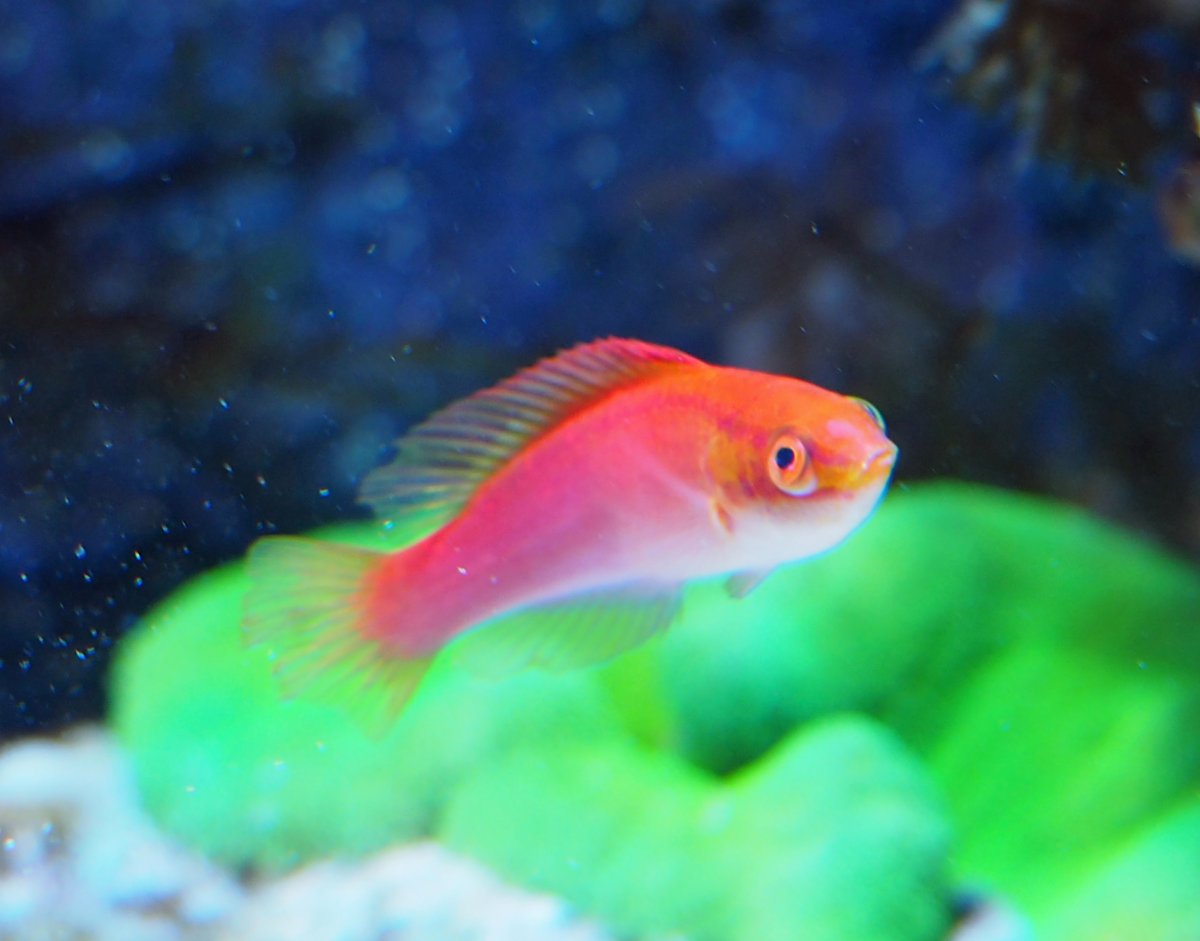 FlameFairy2019051902.jpg
