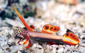 Flaming_Prawn_Goby.27791742_std.jpg