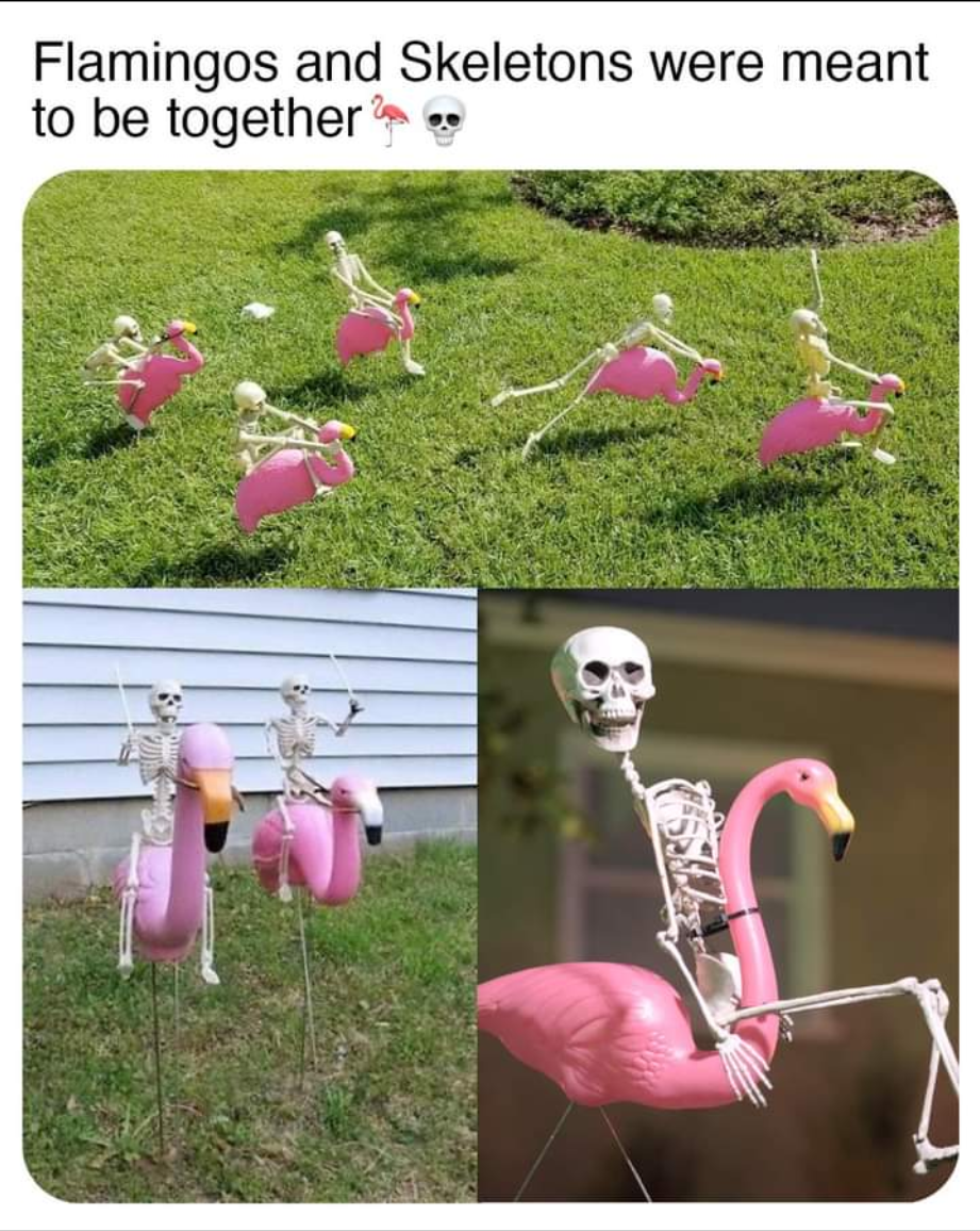 Flamingos.png