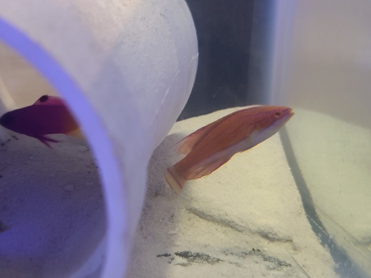 flasher wrasse.jpg