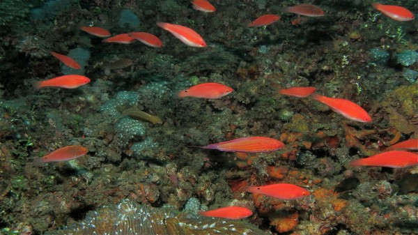Flasher_Wrasses_Paracheilinus_filamentosus_And_Others-600x337.jpg