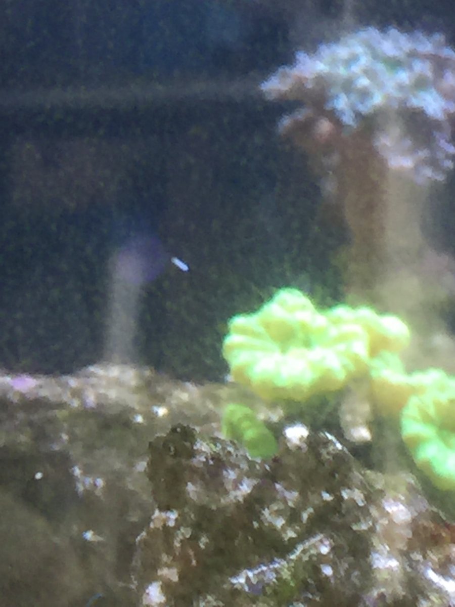 Flat worm.JPG