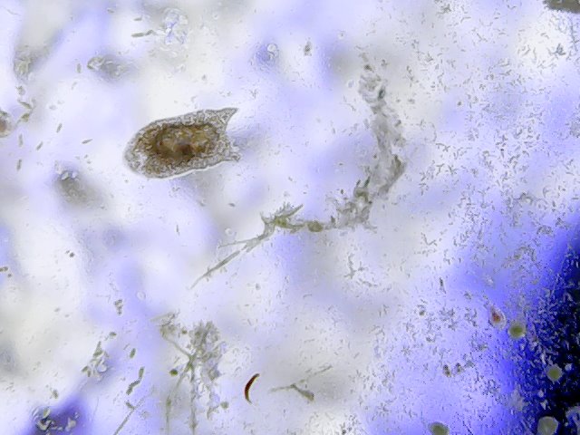 flatworm 1.jpg