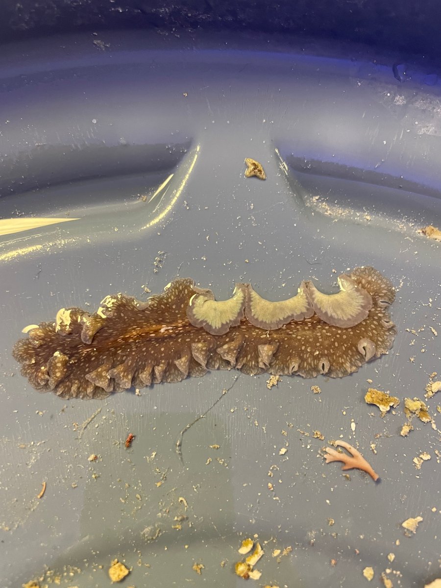 Flatworm.JPG