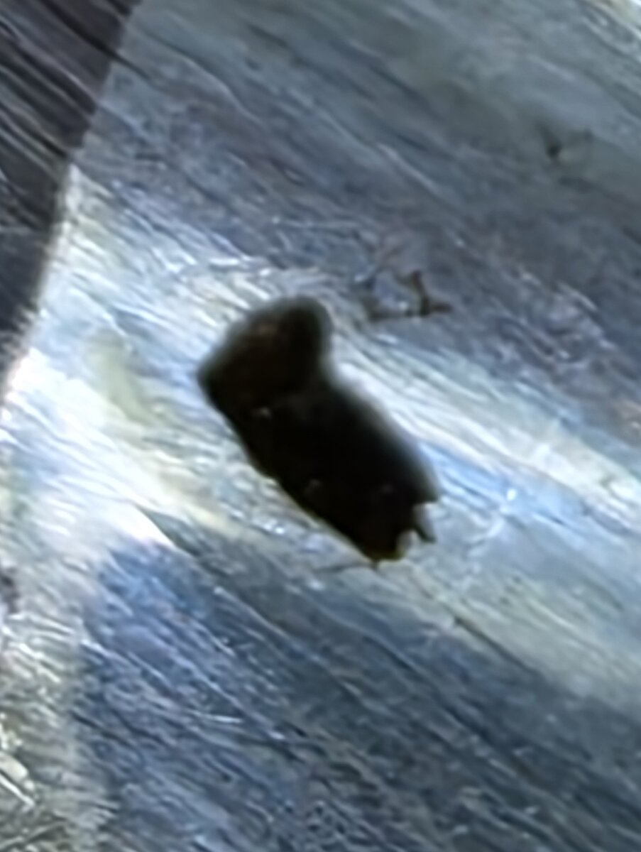 Flatworm.jpg