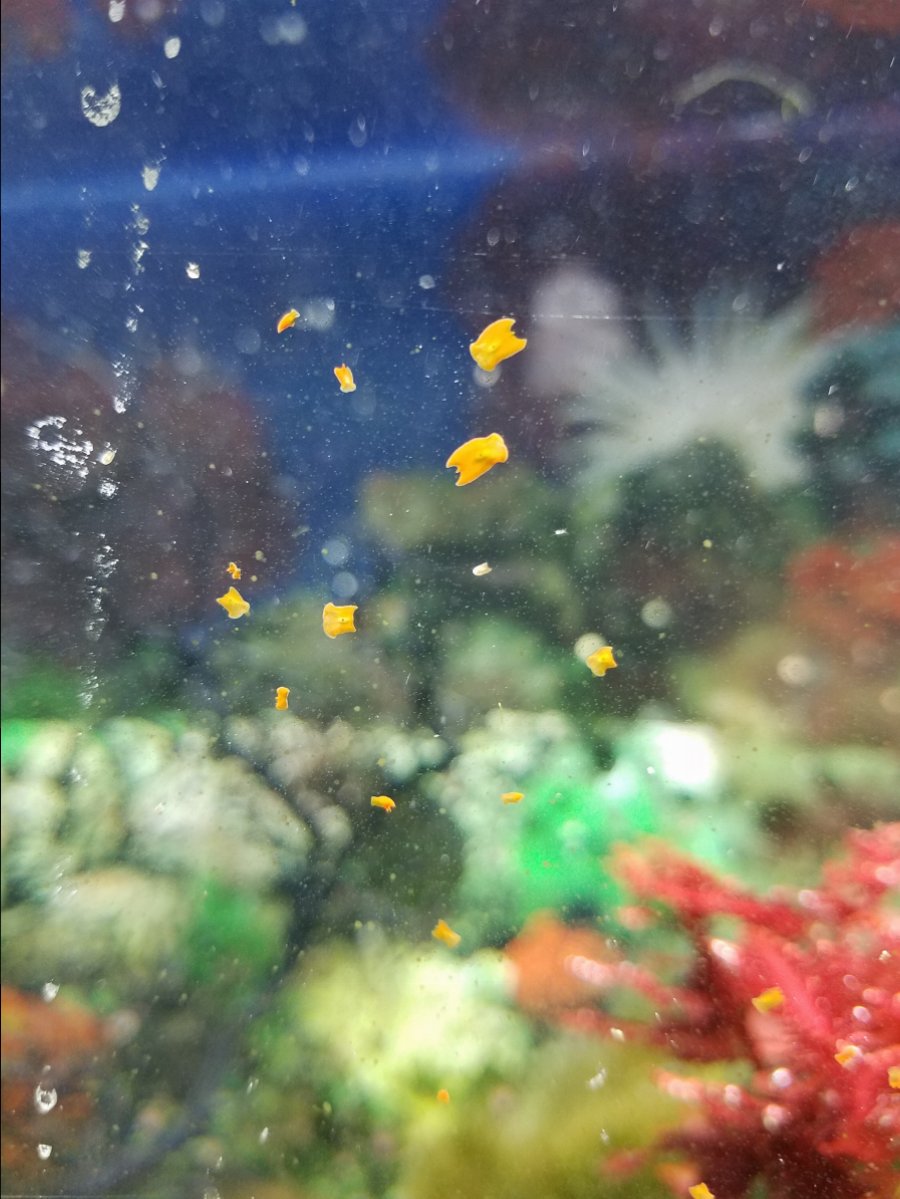 flatworm.jpg