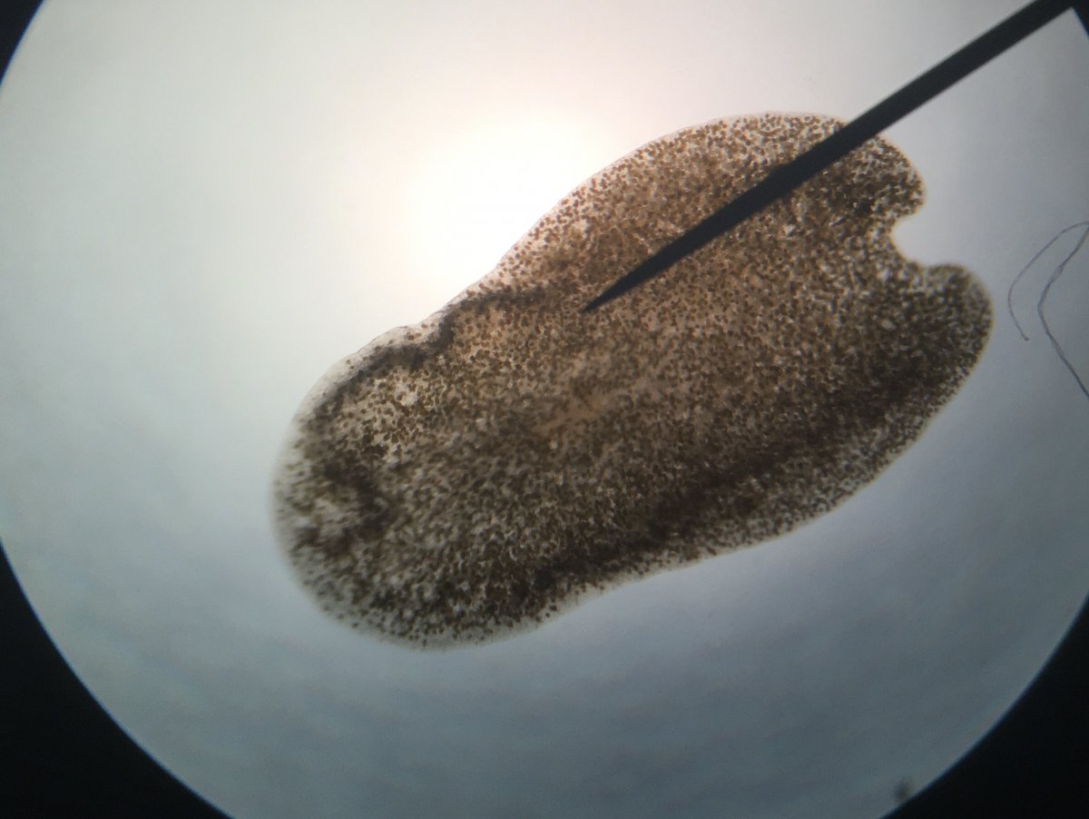 Flatworm, Unknown, Jan. 2020.jpg