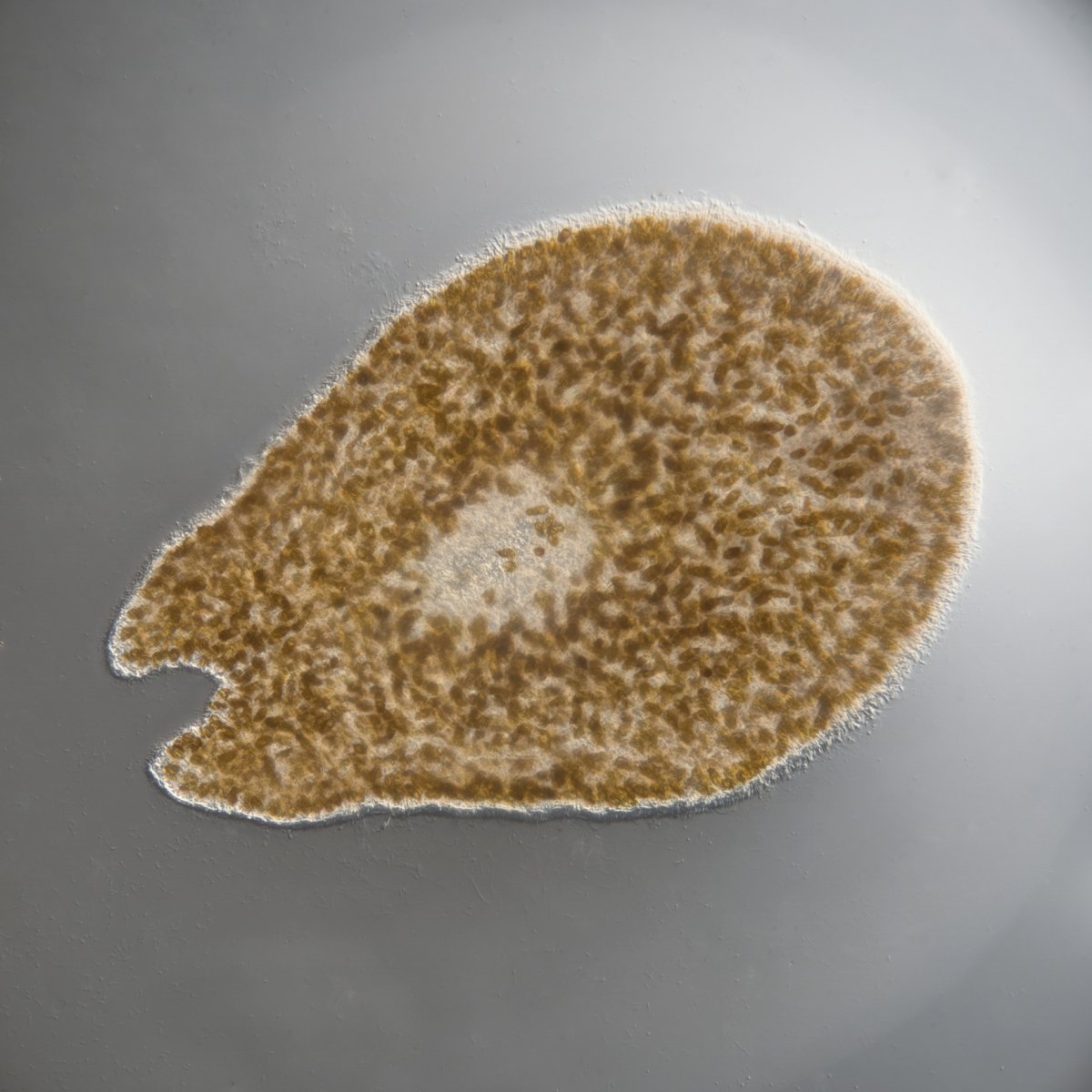 Flatworm1.jpg