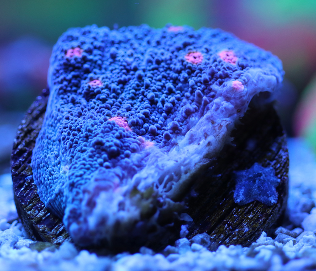 flatworm1.jpg