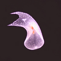 flatwormright.jpg