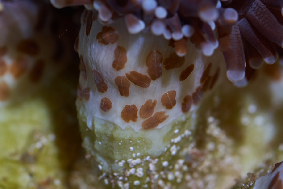 euphyllia-eating-flatworms-reef2reef