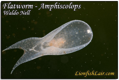 flatwormwhitewaldonell.jpg