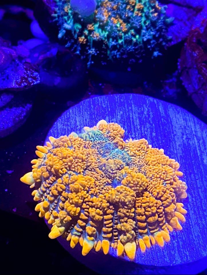 flawless reef.jpg