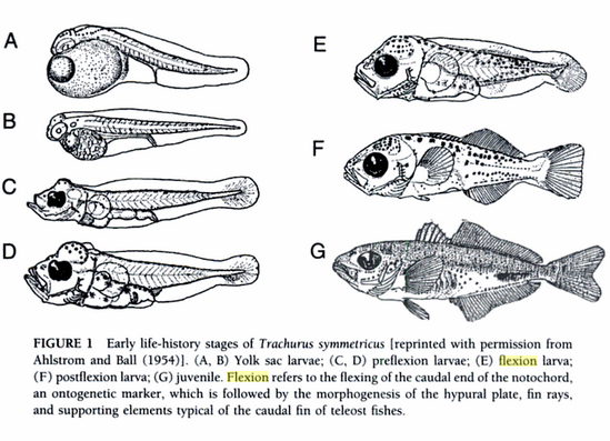 flexion.PNG