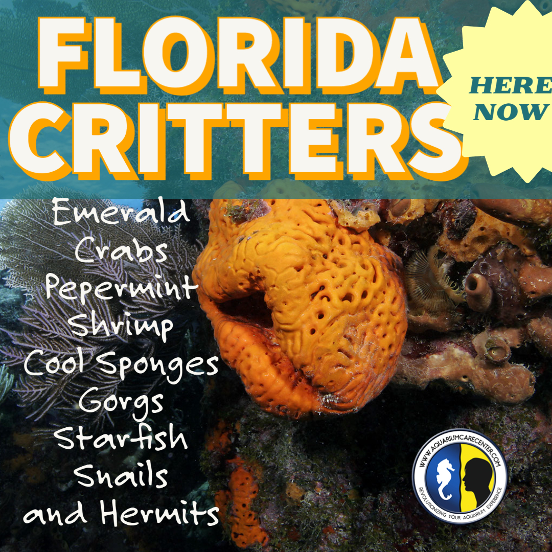 FLorida Critters  Aug 2021.jpg