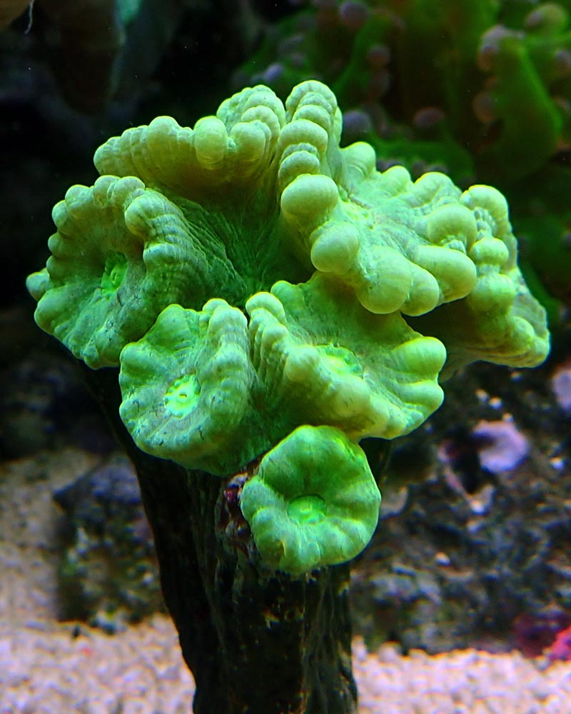flower.jpg