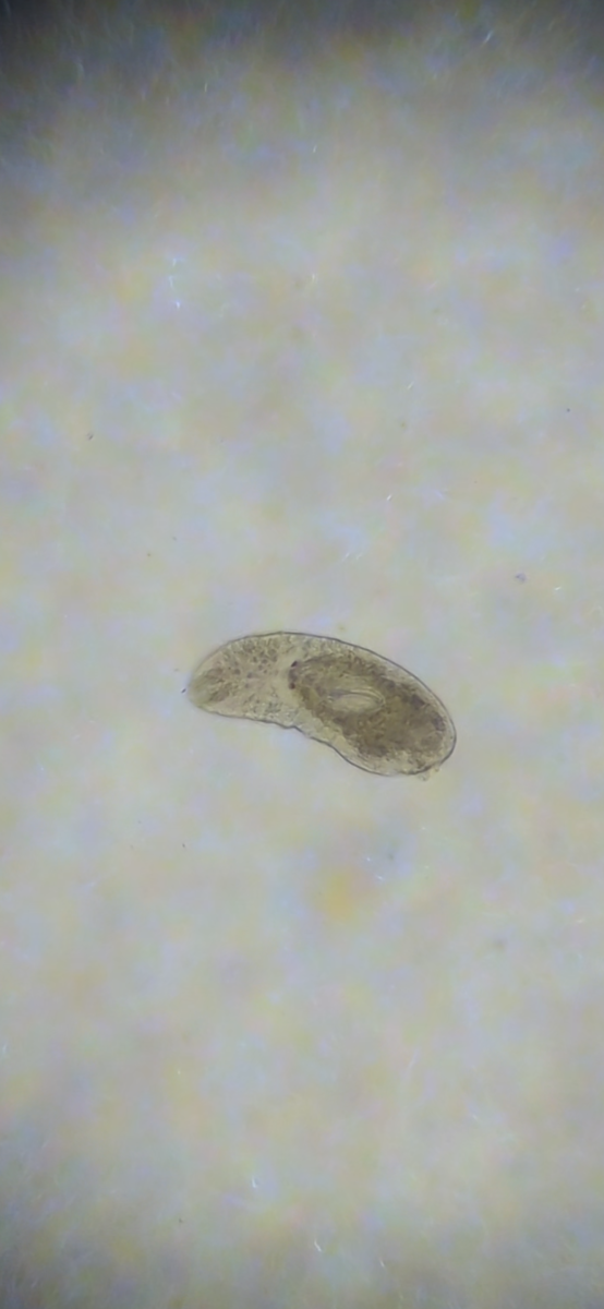 Need help with microscope ID and heavy breathing fish | Reef2Reef