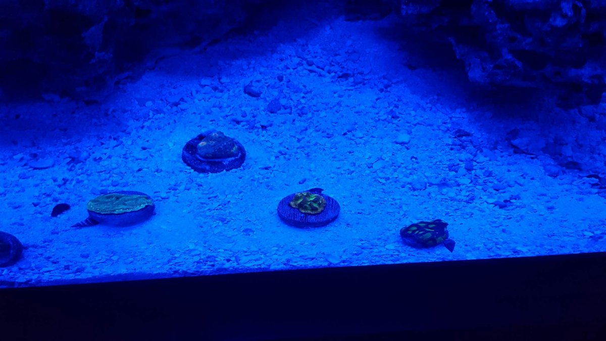 Fluorescing.jpg