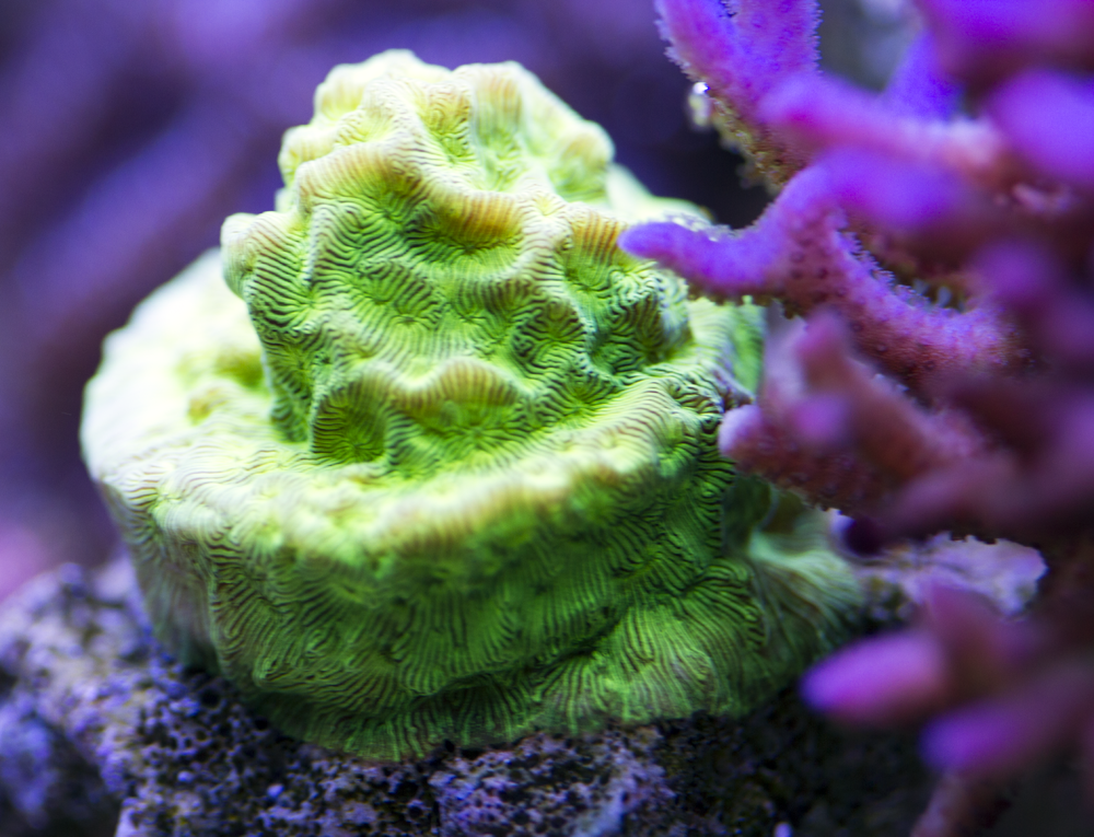 FluroLeptoFrag SMALL.png