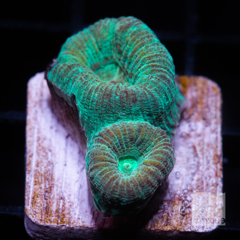 Fluted Moon Coral 39 20.jpg