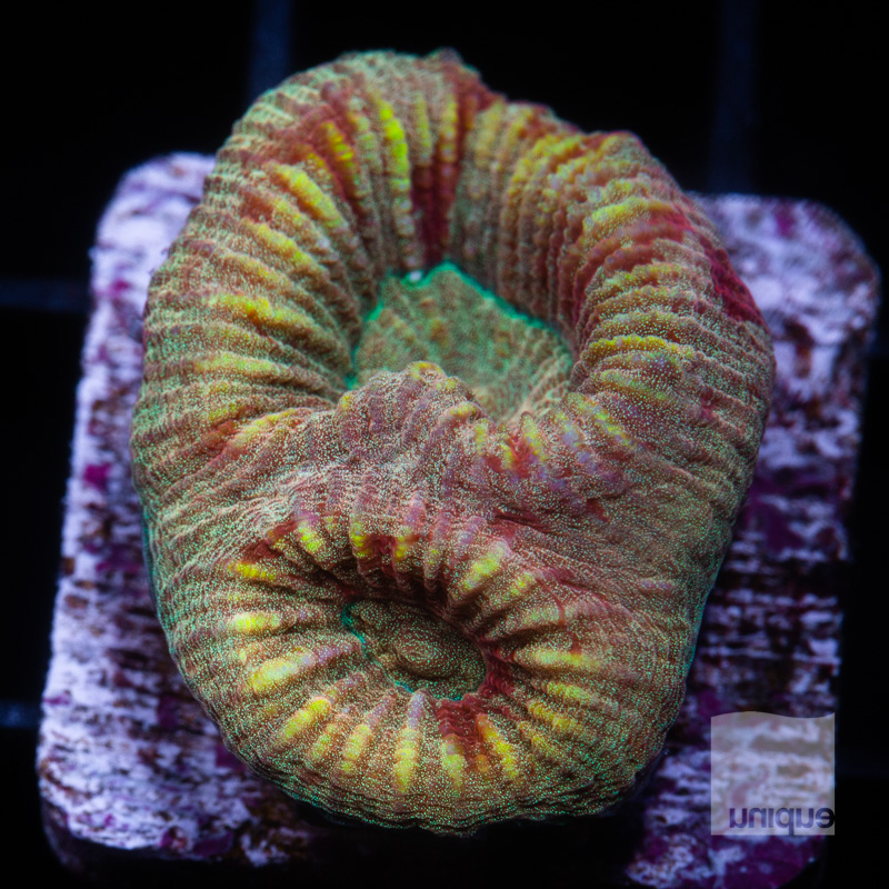 Fluted Moon Coral 39 25.jpg