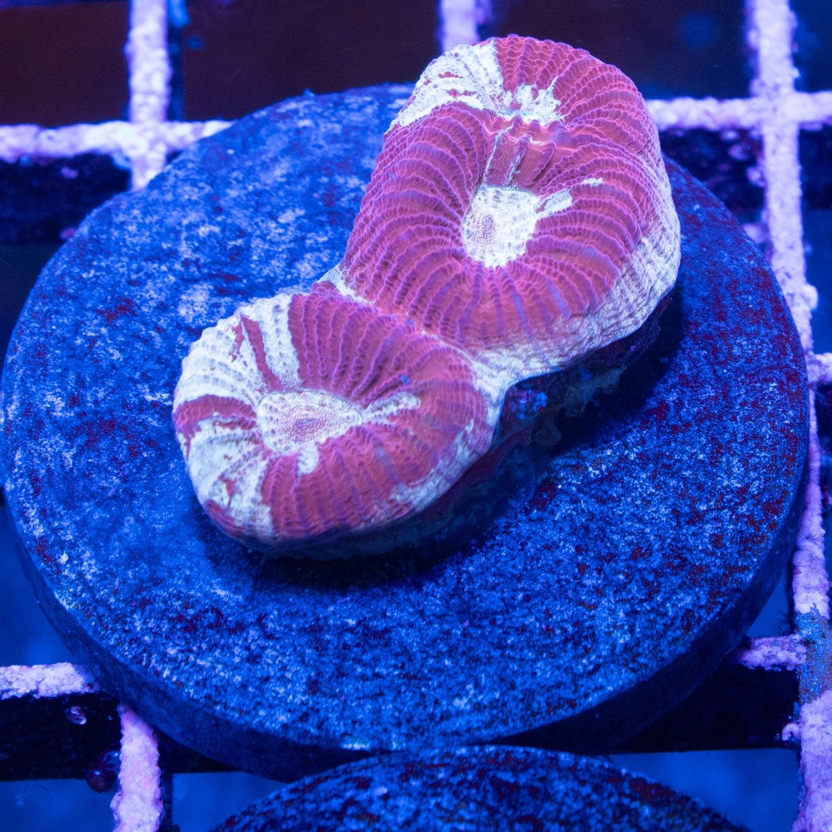 Fluted Moon Coral.jpg