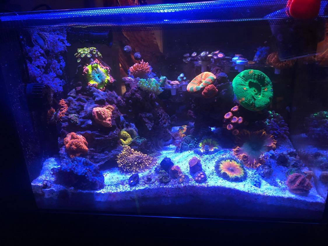 fluval .jpeg