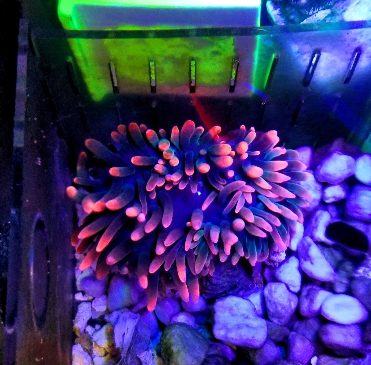 Florida SOLD [FOR SALE] BLACK WIDOW BUBBLE TIP ANEMONE 200 OBO