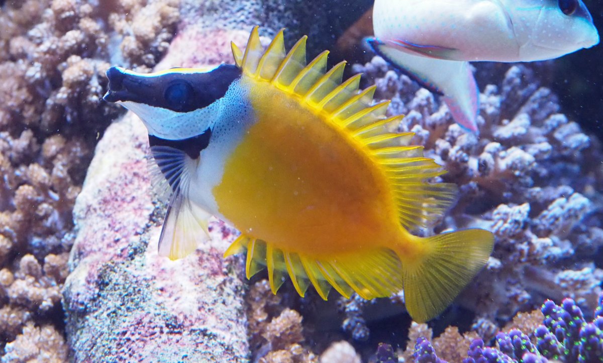 What are your must have utilitarian fish? | Page 2 | Reef2Reef