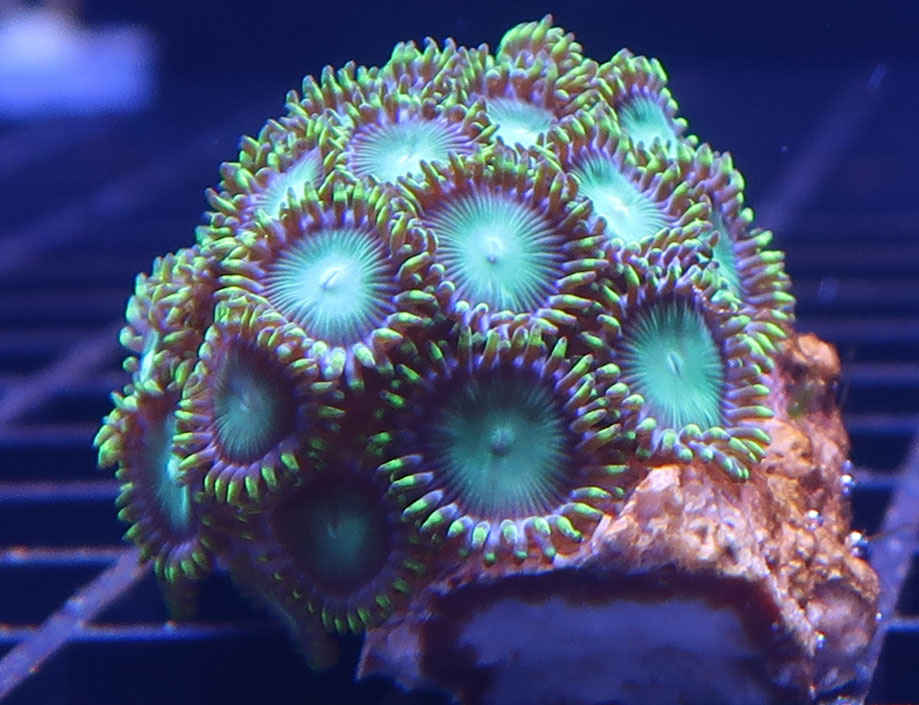frag-1.jpg