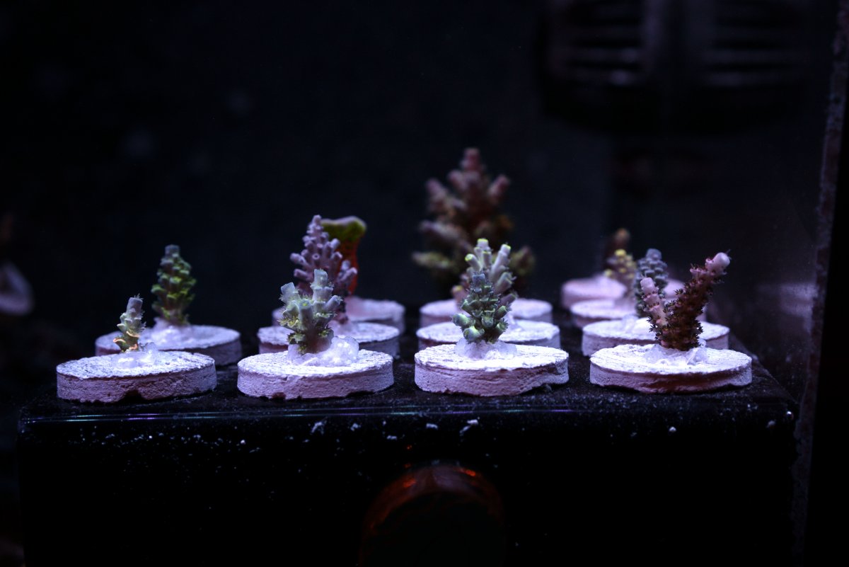 Frag Pack 2.jpg