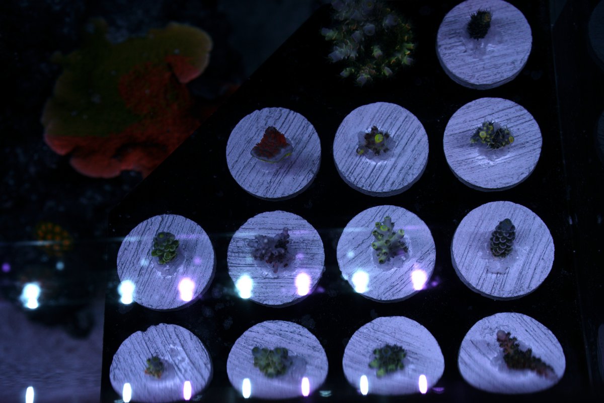 Frag Pack.jpg