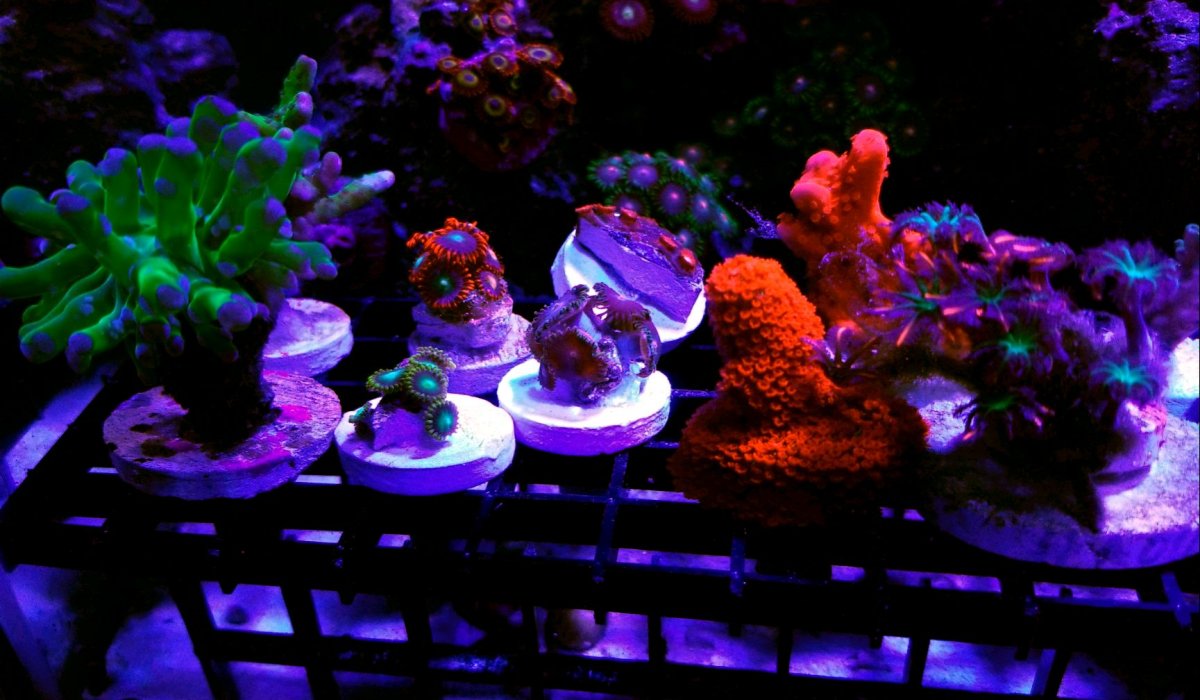 Frag Rack Bottom.jpg
