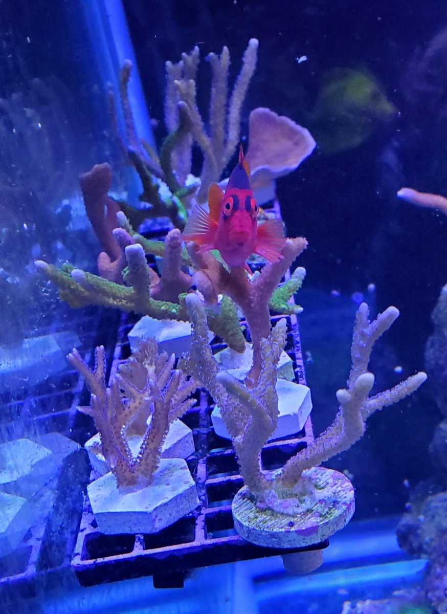 Frag Rack.jpg