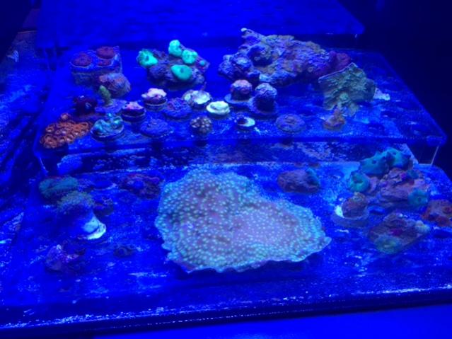 FRAG RACK.jpg