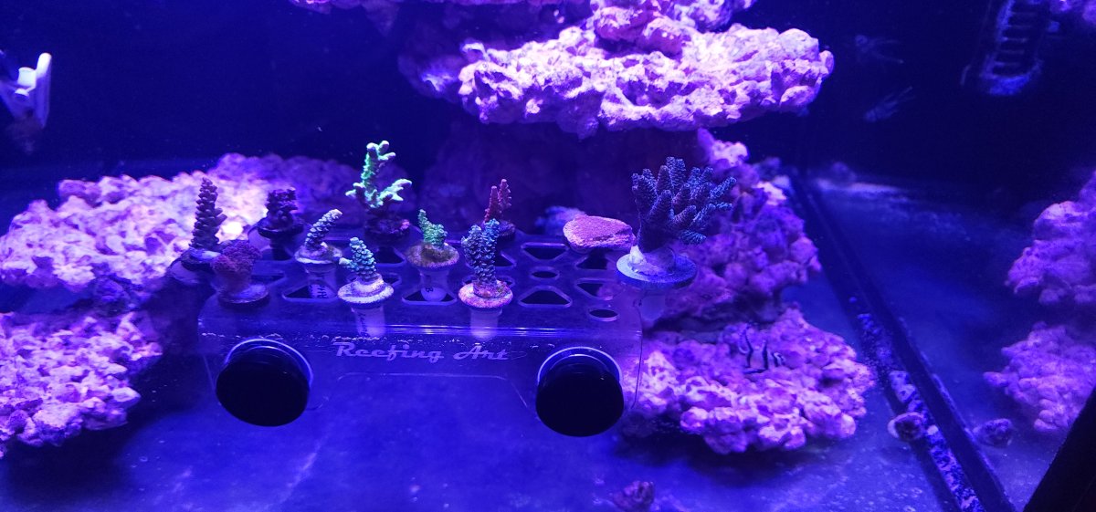 Frag Rack.jpg