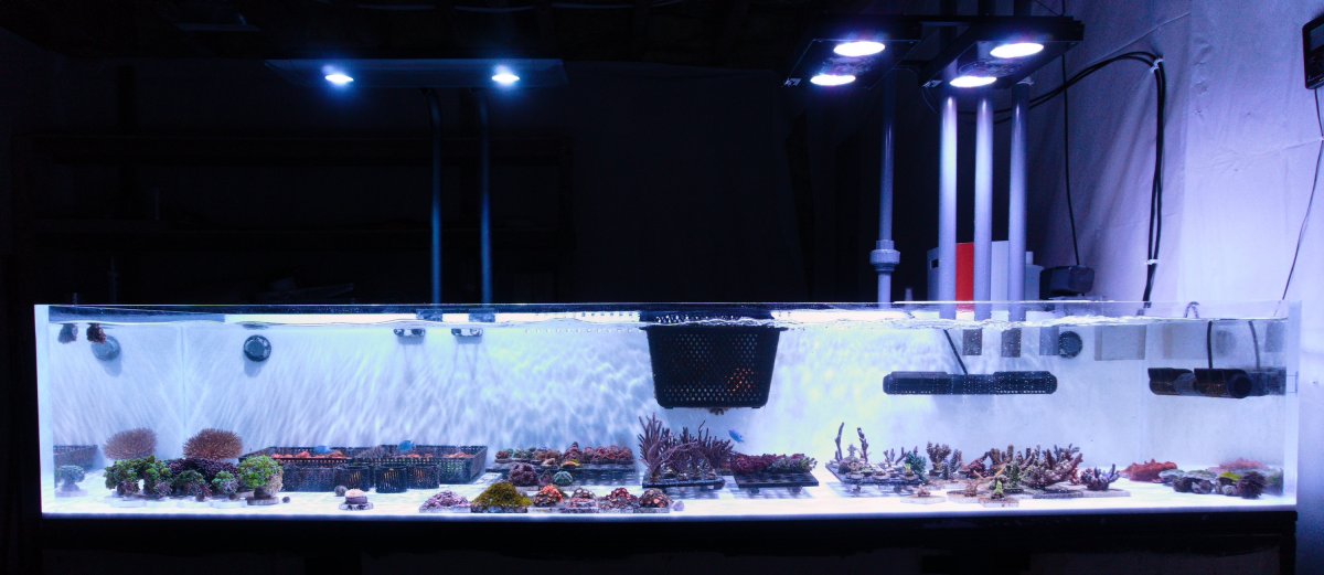 Build Thread - Innovative Marine 150 EXT with a 8 Foot Frag Tank | Page ...