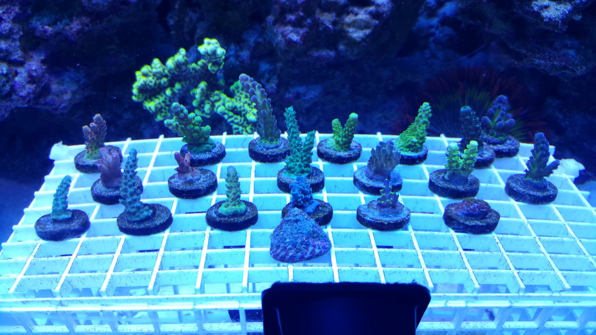 Fraghouse corals.jpg