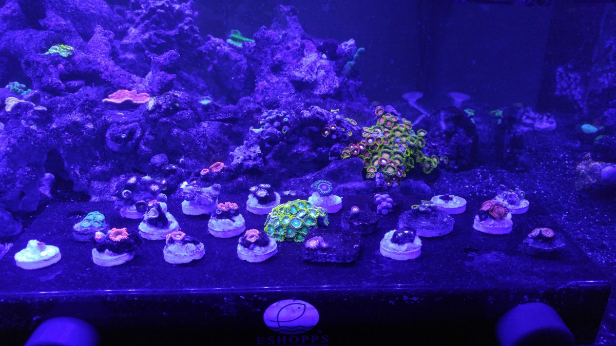 frags[1].jpg
