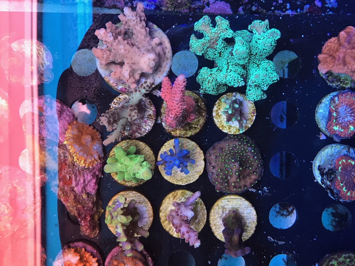 Frags.jpg